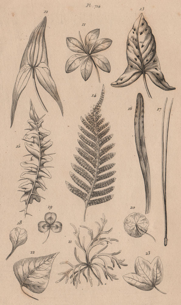 LEAVES OF PLANTS. Végétaux (Feuilles) 1834 old antique vintage print picture